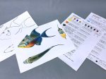 Queen Triggerfish Packet Online