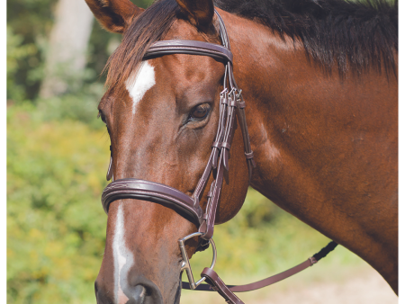 Avignon Wellington Bridle Discount