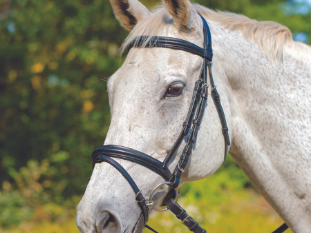 Avignon Louisville Bridle Supply