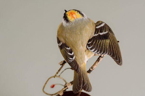 Golden-crowned kinglet (detailed) For Discount