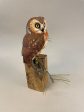 Saw-whet Owl-video seminar For Sale