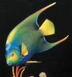 Queen Angelfish-Video Seminar Supply