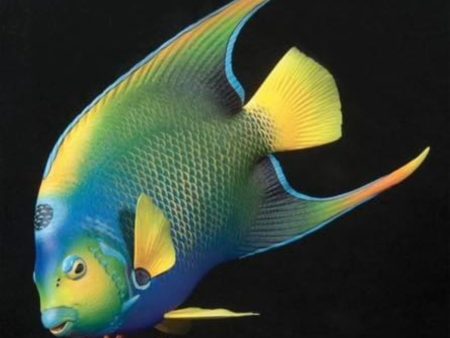 Queen Angelfish-Video Seminar Supply