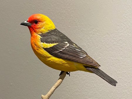 Western Tanager-Video Seminar Supply