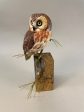 Saw-whet Owl-video seminar For Sale