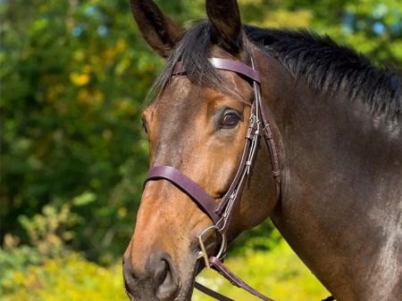 Avignon Middleburg Bridle Supply