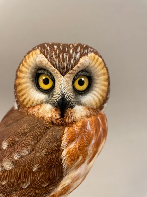 Saw-whet Owl-video seminar For Sale