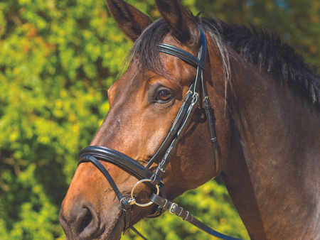 Avignon Aspen Bridle Online Hot Sale