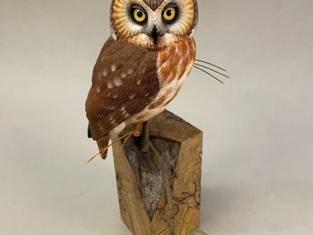 Saw-whet Owl-video seminar For Sale