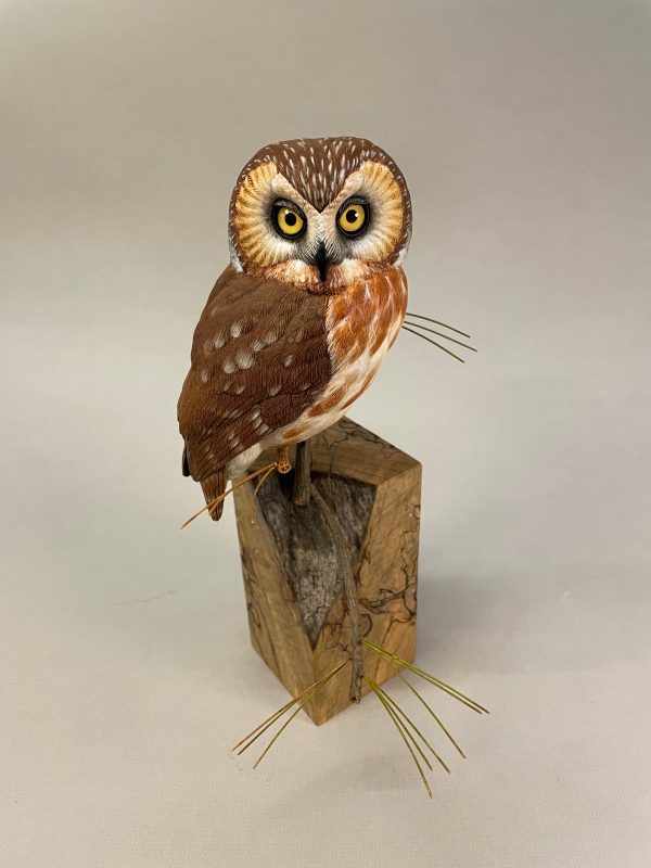 Saw-whet Owl-video seminar For Sale