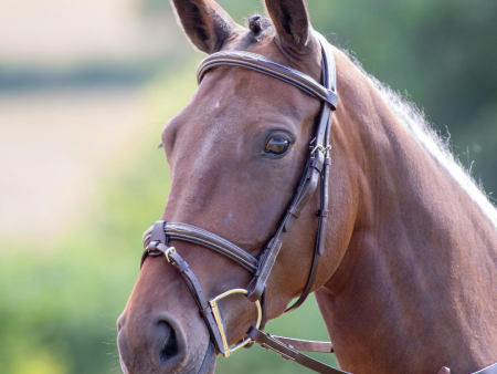 Avignon Portland Bridle Discount