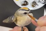 Golden-crowned Kinglet (opened wing)- Video Seminar Online