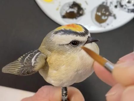 Golden-crowned Kinglet (opened wing)- Video Seminar Online