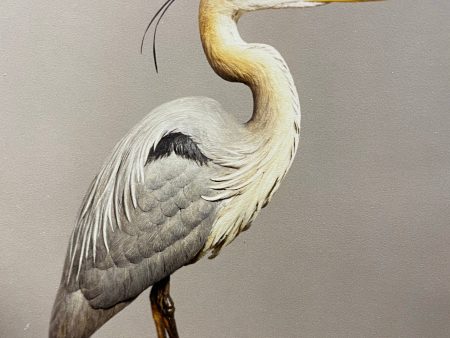 Great Blue Heron-1 4 Video Seminar Online now