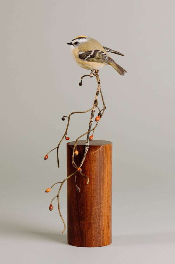 Golden-crowned kinglet (detailed) For Discount