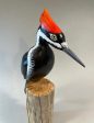 Pileated Woodpecker(smoothie)-video seminar Sale