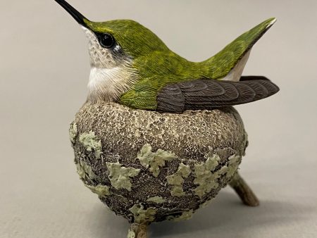 Ruby-throated hummingbird nesting-Video Seminar For Discount