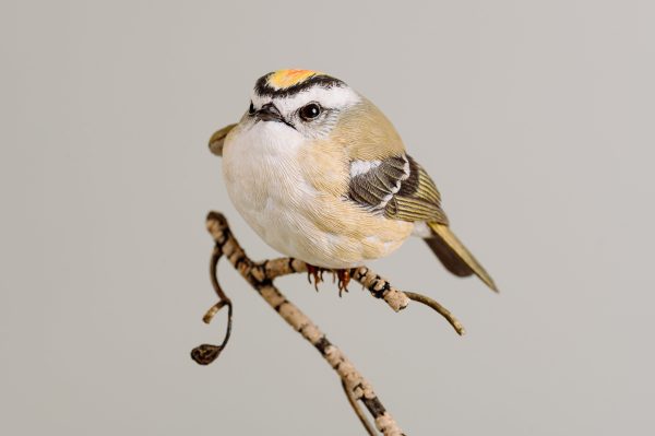 Golden-crowned kinglet (detailed) For Discount