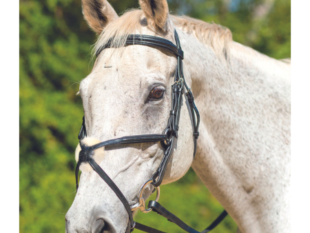 Avignon Woodside Figure 8 Bridle For Sale