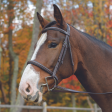 Avignon Nashville Bridle For Cheap