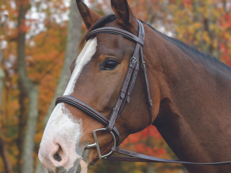 Avignon Nashville Bridle For Cheap