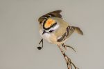 Golden-crowned kinglet (detailed) For Discount