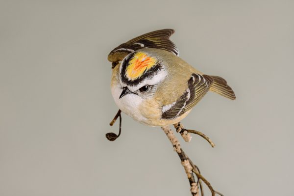 Golden-crowned kinglet (detailed) For Discount