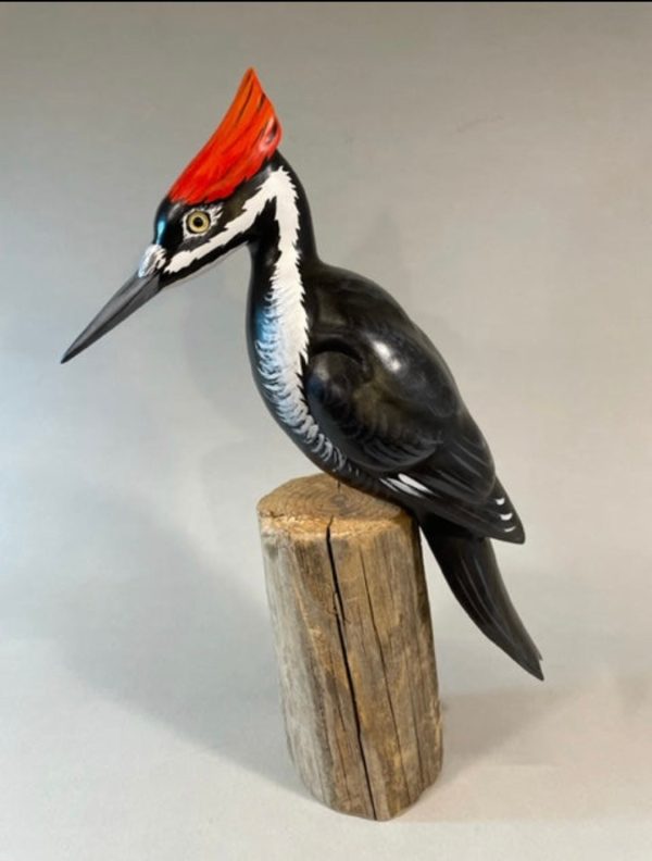 Pileated Woodpecker(smoothie)-video seminar Sale